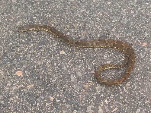 False Fer-de-lance