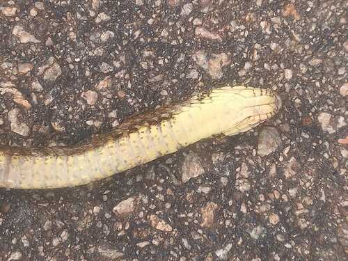False Fer-de-lance