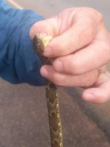 False Fer-de-lance