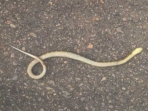 False Fer-de-lance