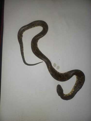 False Fer-de-lance