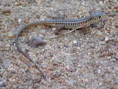 Gerrhosaurus nigrolineatus
