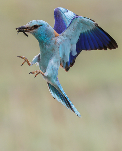 European Roller
