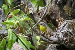 Phylloscopus xanthoschistos