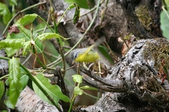 Phylloscopus xanthoschistos