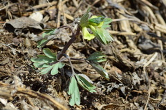 Corydalis bracteata
