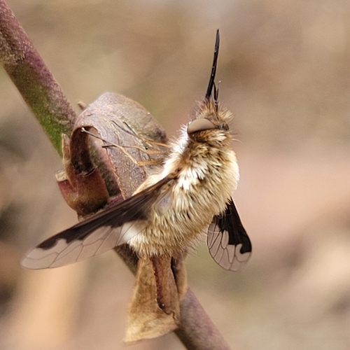 Greater bee fly