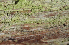 Chaenotheca furfuracea