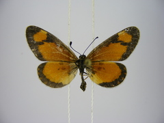 Acraea lumiri