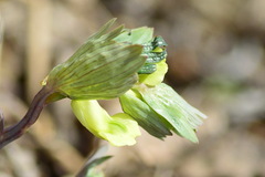 Corydalis bracteata
