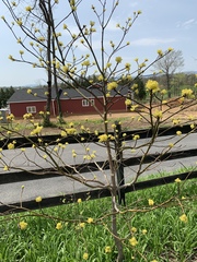 Cornus mas