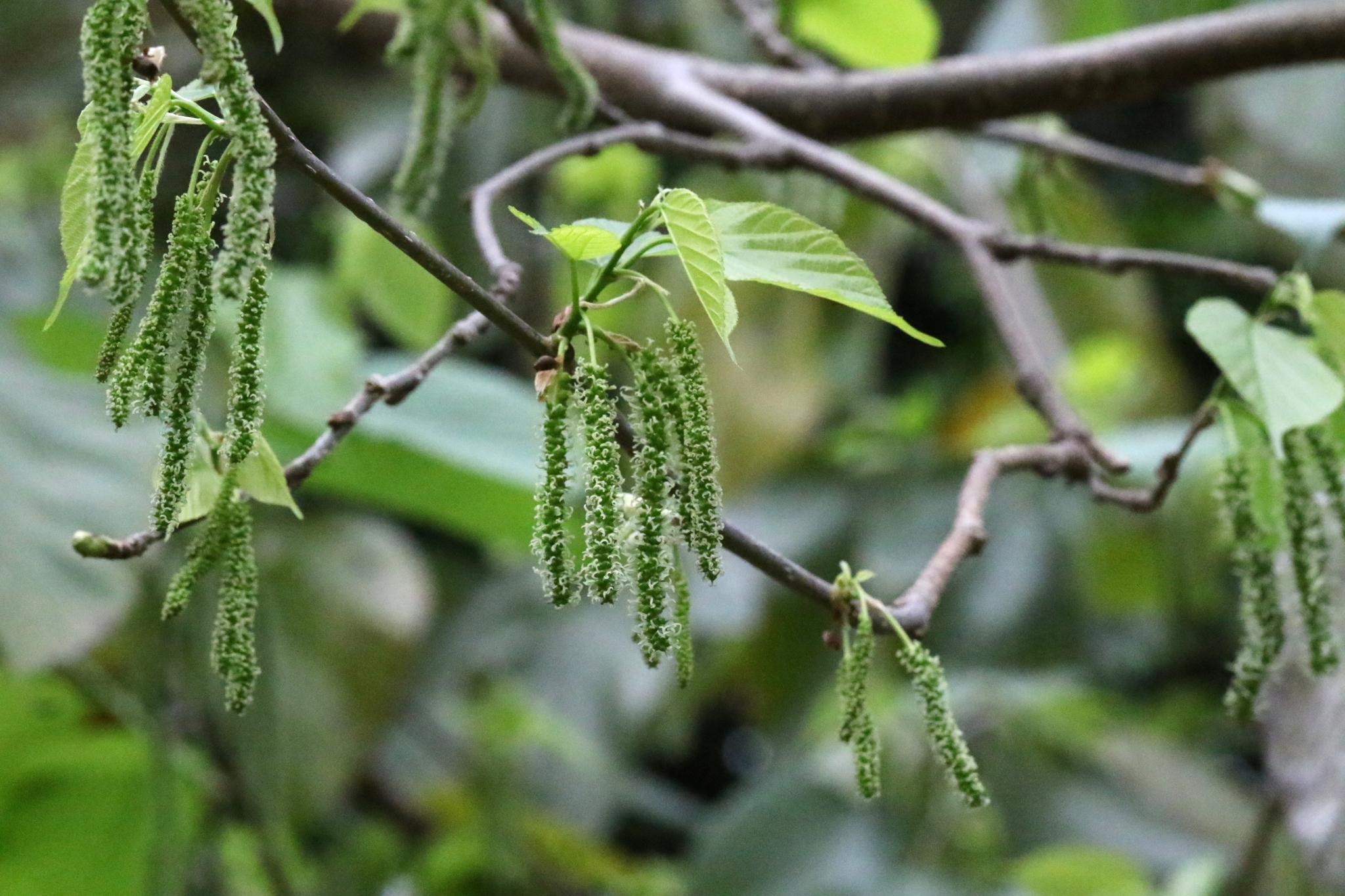 Himalayan Mulberry (Morus macroura)