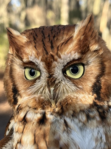 Eastern Screech-Owl photographed in Delaware