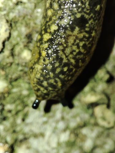 Kerry Slug