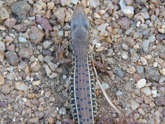 Gerrhosaurus nigrolineatus