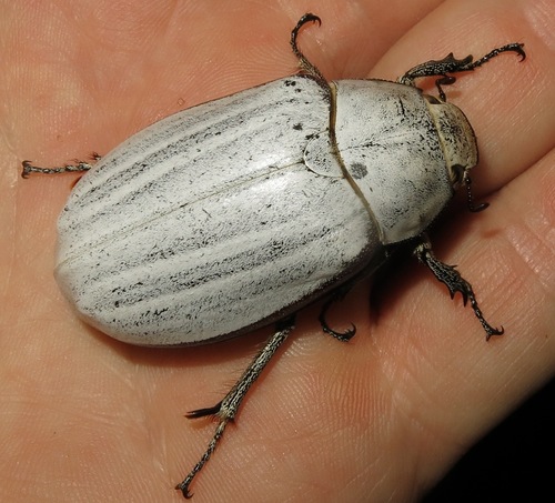 Lepidiota stigma (Fabricius, 1801)
