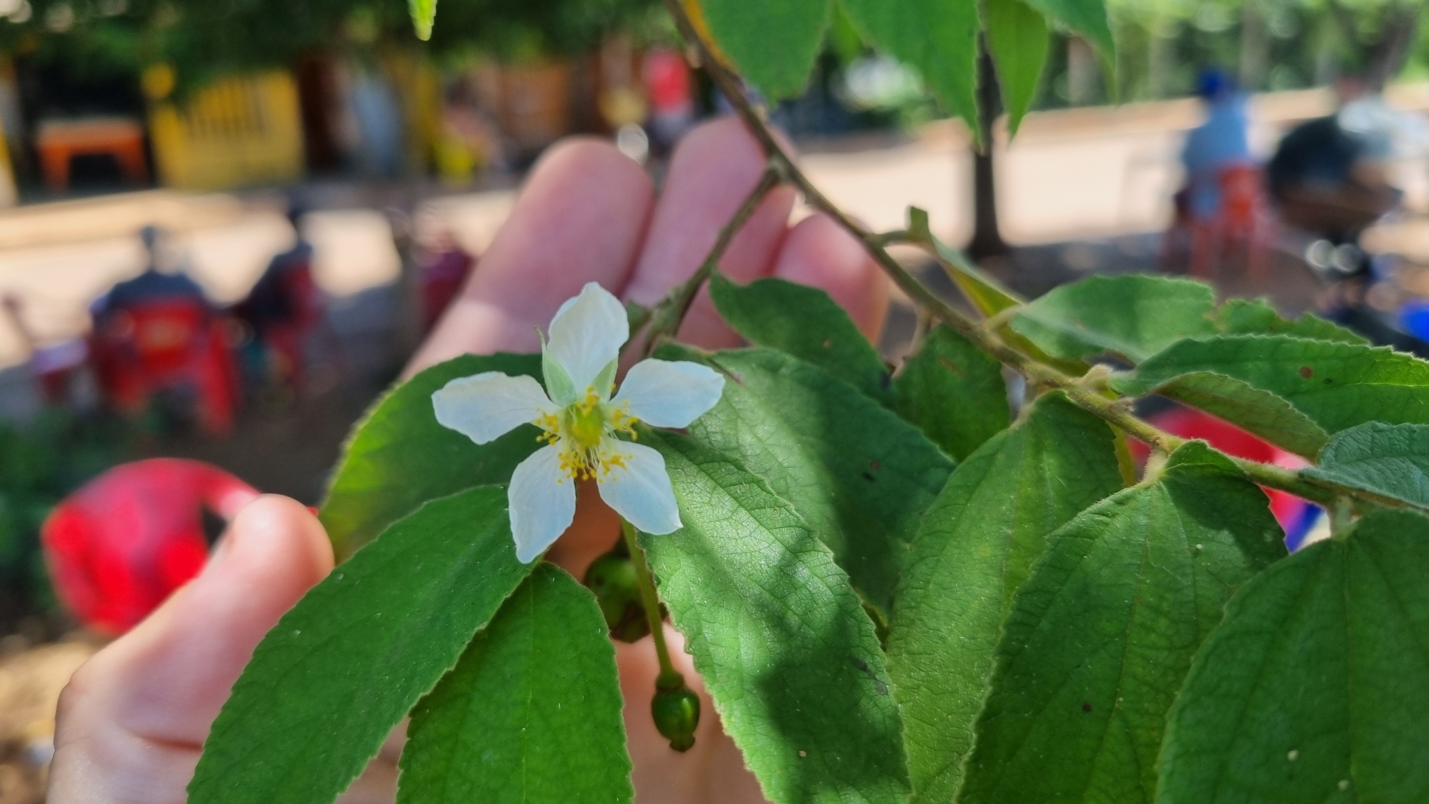 Muntingia calabura