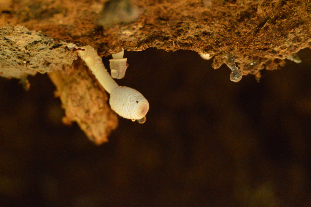 Leucocoprinus cepistipes · September 2023 · photo: © andreaargentinat (iNaturalist, cc-by)
