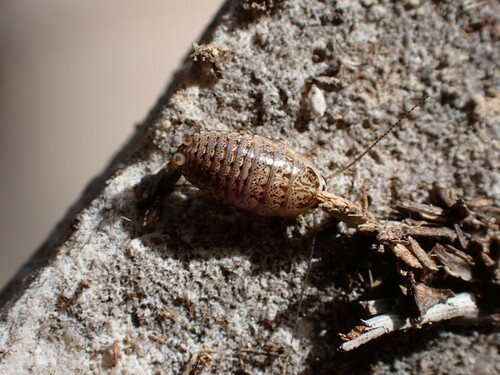 Photo of Sub-winged Leaf-running Cockroach (Phyllodromica subaptera)