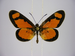Acraea lumiri