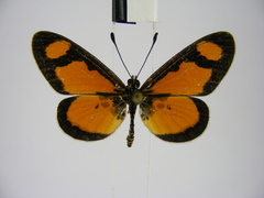 Acraea lumiri