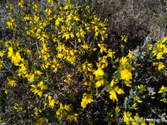 Genista anglica