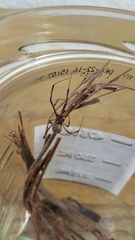 Latrodectus geometricus