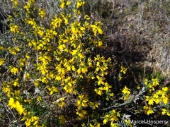 Genista anglica
