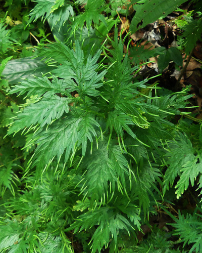 Selaginella plana