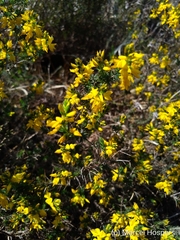 Genista anglica