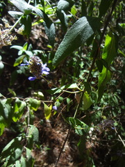 Salvia thyrsiflora