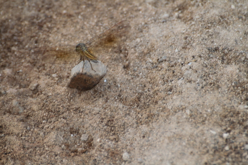 Brachythemis contaminata