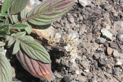 Phacelia egena