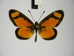 Acraea lumiri