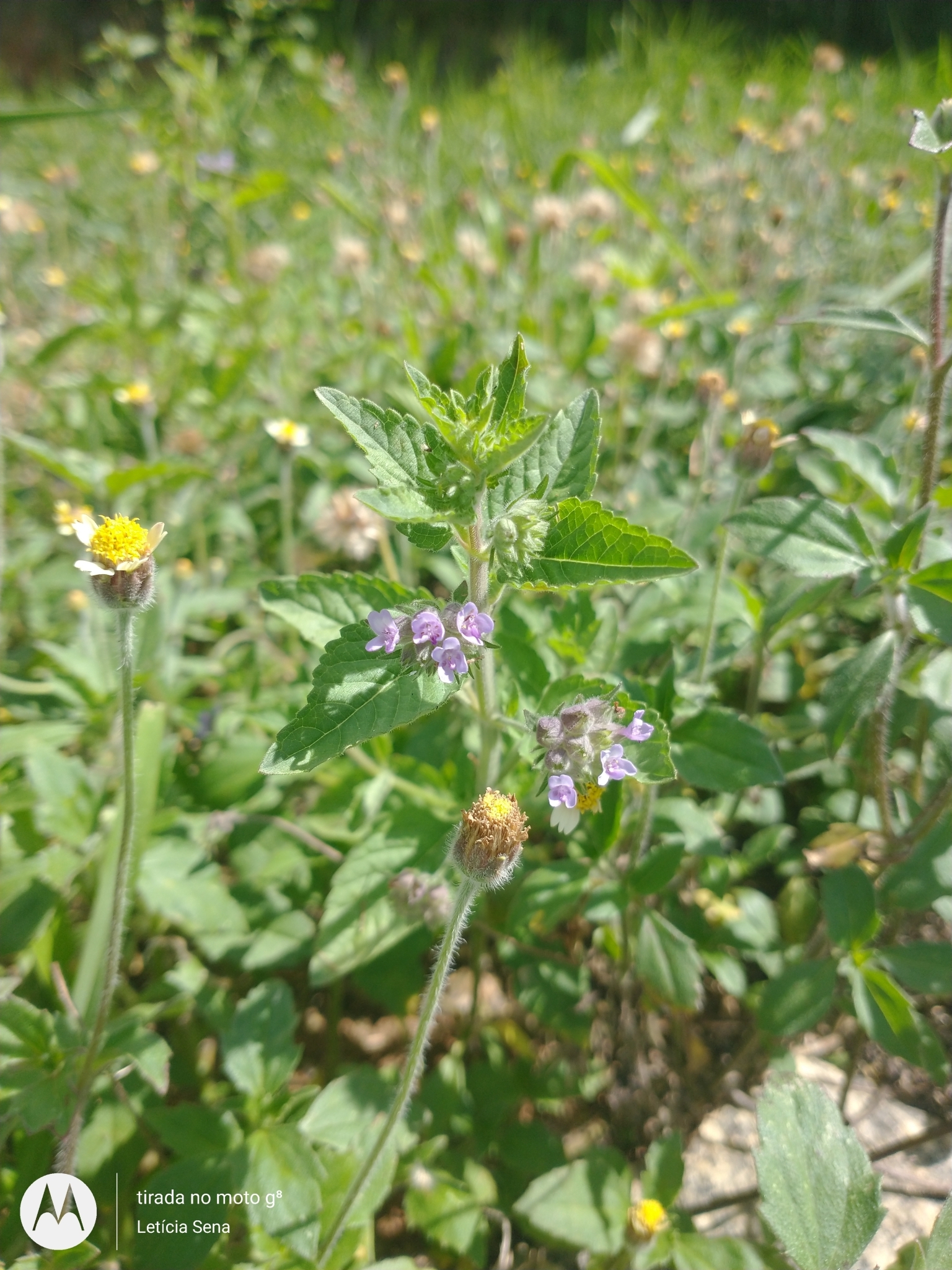 Marsypianthes chamaedrys
