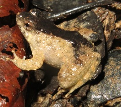 Balu Oriental Frog photo 1
