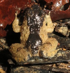 Balu Oriental Frog photo 2