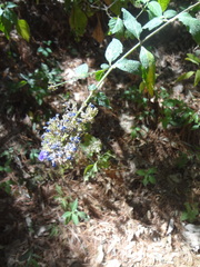 Salvia thyrsiflora