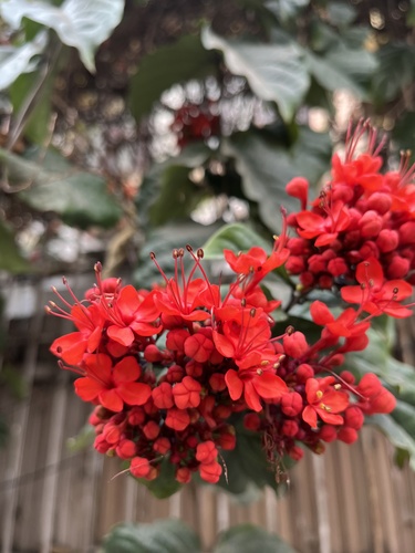 Foto de Florzinha-de-fogo