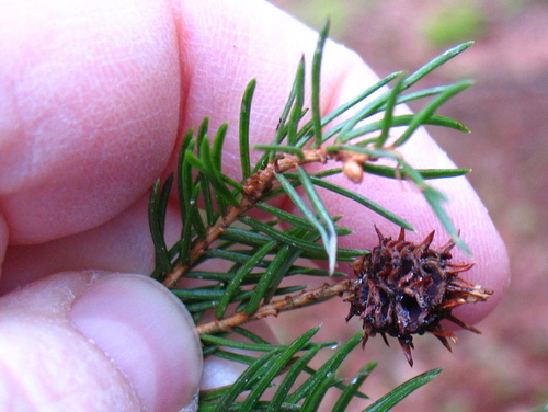 pale spruce gall adelgid
