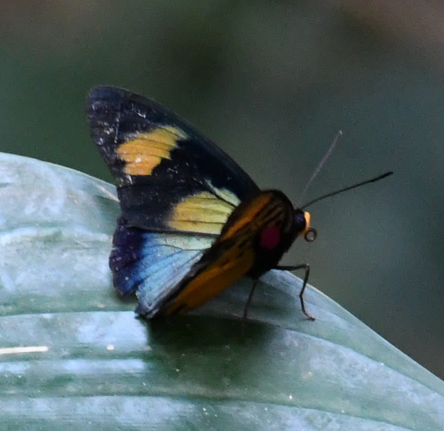Euphaedra cyparissa