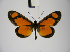Acraea lumiri