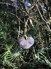 Enterolobium