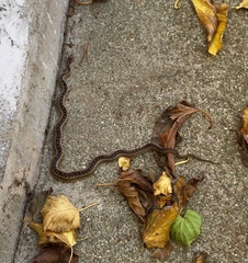 Pituophis catenifer annectens