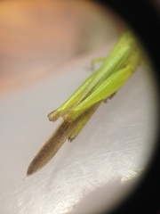 Caelifera