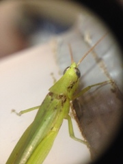 Caelifera