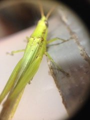 Caelifera