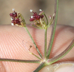 Lomatium marginatum