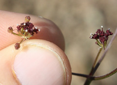 Lomatium marginatum