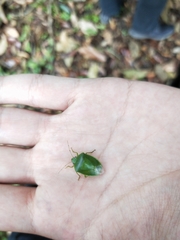 Glaucias